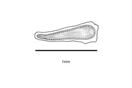   Embryo:   Melaleuca leucadendra ; Illustration by K. Parker, Kirkbride et al. (2006)
